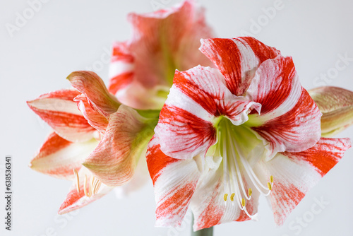 Red and white flower on a white background. Hippeastrum variety Clown. Amaryllidaceae. Dutch flowers. Hippeastrum or Amaryllis flowers. Flowers of Holland	