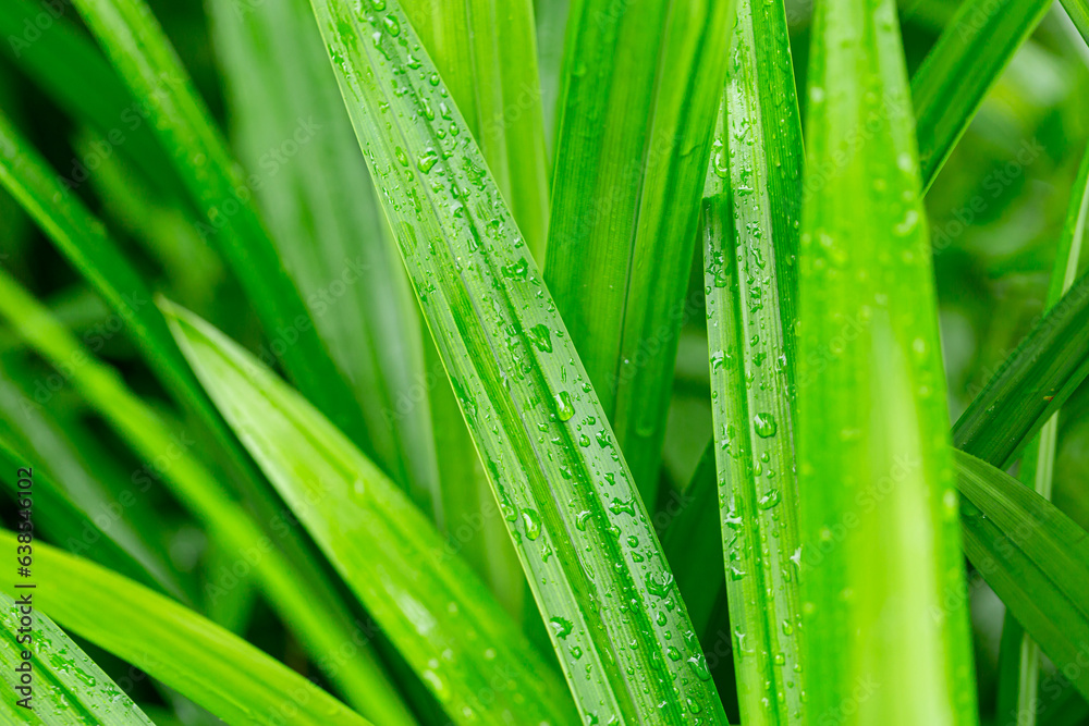 pandan leaf,Pandan leaves texture background. Green leaves with