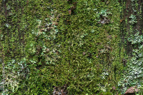 background, texture - surface completely covered with lichens and moss