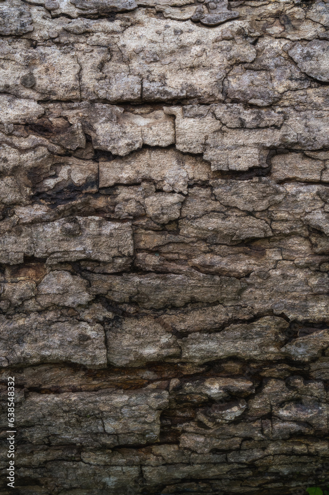 Natural tree bark texture pattern.