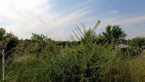 Wild plants on the banks of the Danube photo