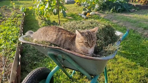 The cat lies in a garden wheelbarrow with mowed grass. The concept of horticulture, gardening summer or autumn work in the garden and vegetable garden