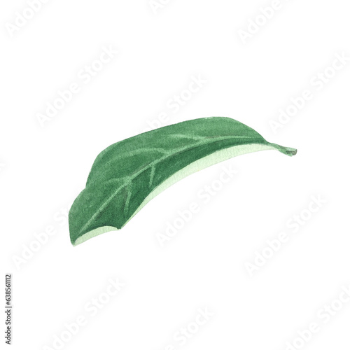 Watercolor illustration of lemon leaves, hand-painted in botanical style, for use in holiday, wedding and food design. Isolated citrus tropical leaf for decorating packages, cards, and more. Greens