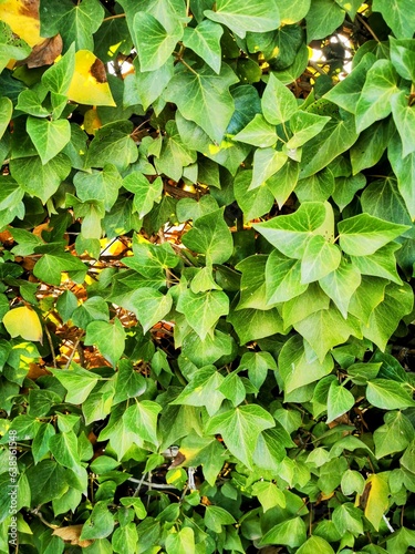 Fondo de hiedra verde 