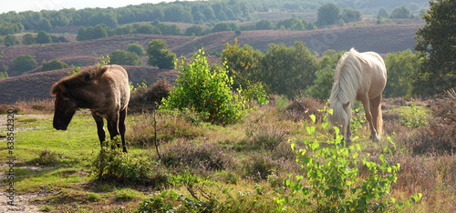 Wild Icelandic horses horses graze on the purple heath and thus manage the landscape in the Veluwezoom National Park photo