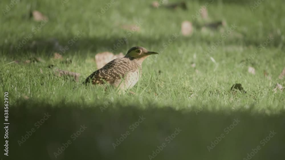 Chilean flicker. Woodpecker digs on the grass looking for food with sunlight Chilean flicker. Woodpecker digs on the grass looking for food with sunlight