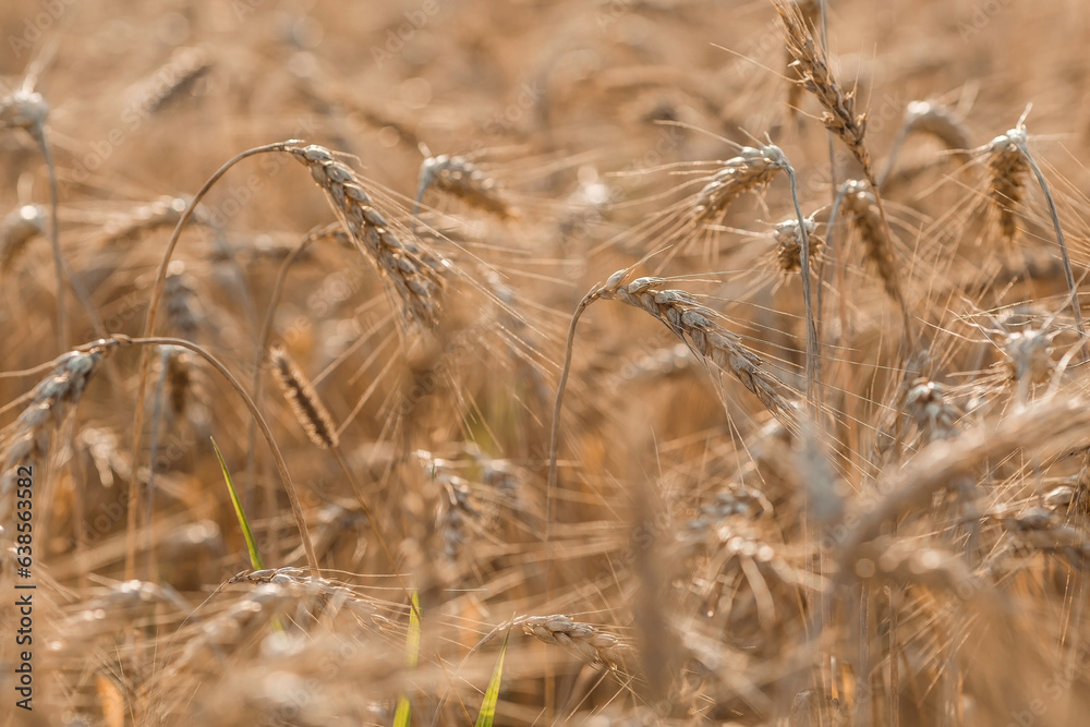 Fototapeta premium Golden ears of wheat on the background of a ripening field. Agricultural plant close-up. The concept of planting and harvesting a rich harvest. Rural landscape at sunset.