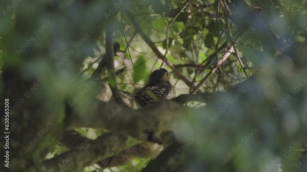Chilean flicker. Woodpecker perched on a branch in the middle of green leaves flies off. Chilean flicker. Woodpecker perched on a branch in the middle of green leaves flies off.
