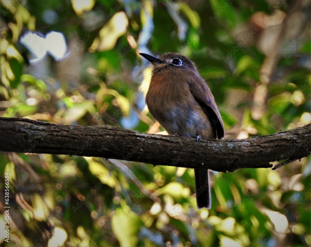 Nonnula rubecula bird on a branch nature birds wildlife beak colorful Nonnula rubecula bird on a branch nature birds wildlife beak colorful