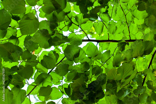 Obraz na płótnie Green linden leaves. Natural background. Ecology and environment concept. w salonie
