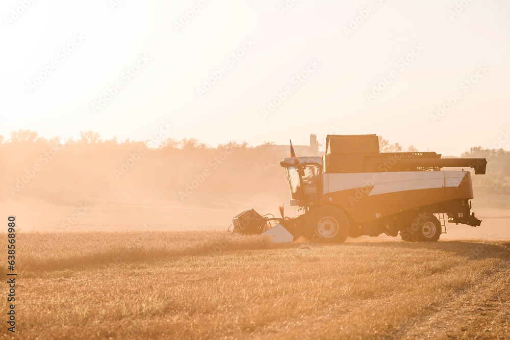 Fototapeta premium Agricultural machinery. Agricultural industry. The combine harvester removes ears of ripe wheat against the background of a ripening field. The concept of planting and harvesting a rich harvest. 