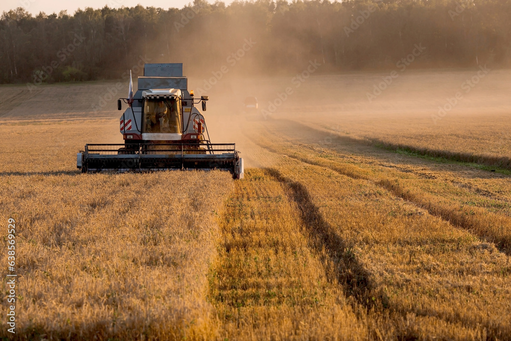 Fototapeta premium Agricultural machinery. Agricultural industry. The combine harvester removes ears of ripe wheat against the background of a ripening field. The concept of planting and harvesting a rich harvest. 