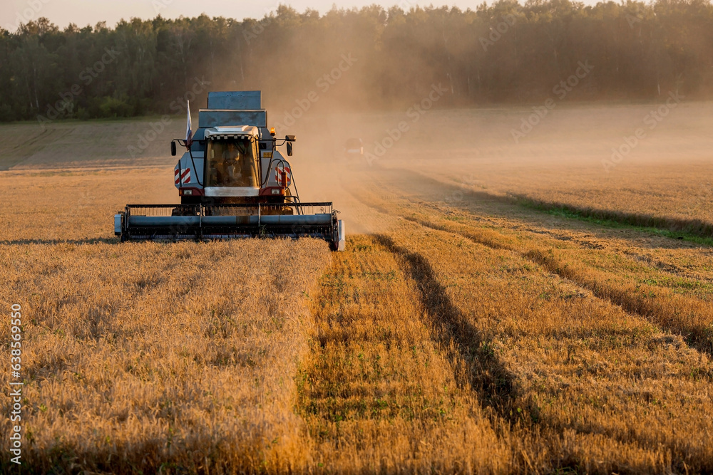 Fototapeta premium Agricultural machinery. Agricultural industry. The combine harvester removes ears of ripe wheat against the background of a ripening field. The concept of planting and harvesting a rich harvest. 