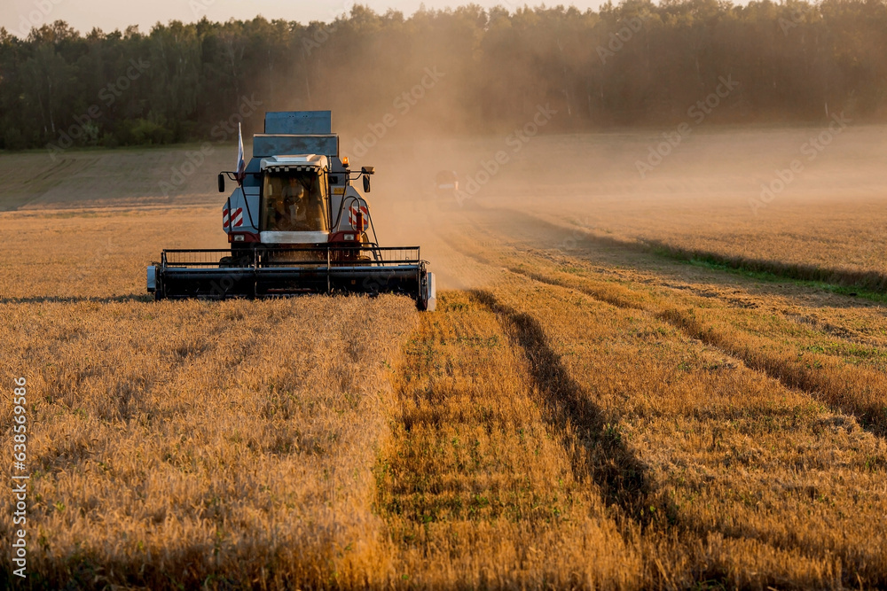 Fototapeta premium Agricultural machinery. Agricultural industry. The combine harvester removes ears of ripe wheat against the background of a ripening field. The concept of planting and harvesting a rich harvest. 