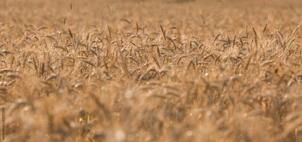 Fototapeta premium Golden ears of wheat on the background of a ripening field. Agricultural plant close-up. The concept of planting and harvesting a rich harvest. Rural landscape at sunset.
