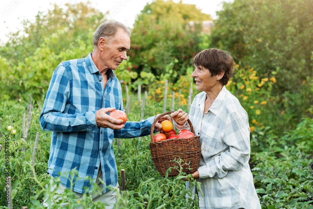 Obraz premium Couple of elderly farmers harvesting ripe tomatoes. Senior man and woman cultivate organic vegetables in garden. Ecological vegetable and harvest concept