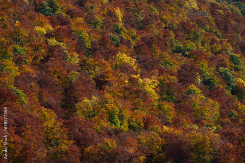 The background of autumn forest. autumn landskape 