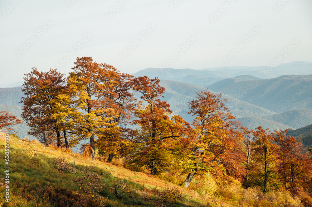 View from above of dense pine forest with canopies of green spruce trees and colorful yellow lush canopies in autumn mountains at sunset.
