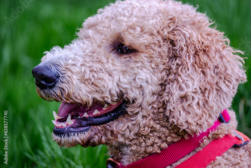 Goldendoodle dog on the grass by the river 