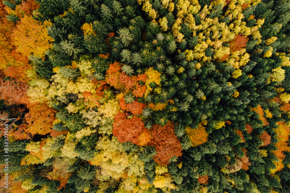 Autumn aerial photography of tree line
Autumn aerial photography of tree line