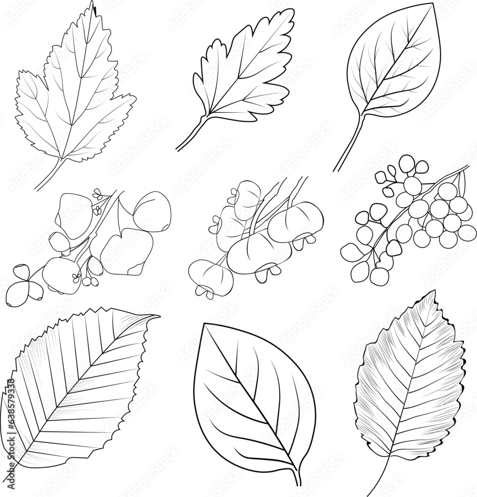 Set of hand-drawn black and white autumn falling leaves and berries, natural leaf fall, autumn fall leaves line art and crafting, hello September coloring pages.