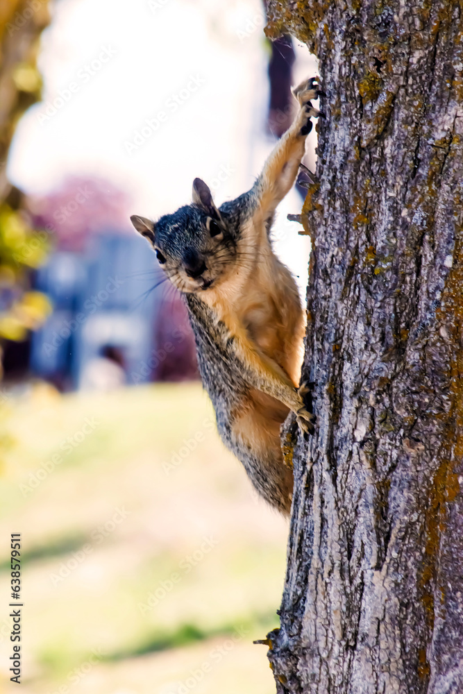 Endearing & Delighted Squirrel in a Tree Posing & Watching- Background, Border, Backdrop, Park Life, Wildlife Club, Landscaper, Flier, Poster, Ad, Publication, social media, Invitation or wallpaper