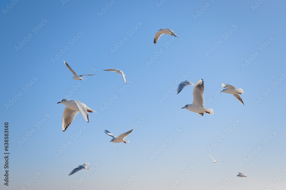 Seagulls soaring in the air over the sea coast, in the sun