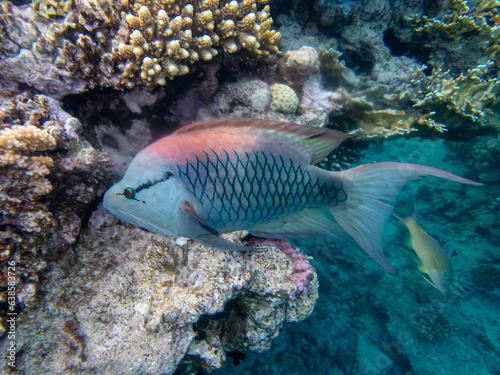 Epibulus insidiator looking for food in a coral reef in the Red Sea