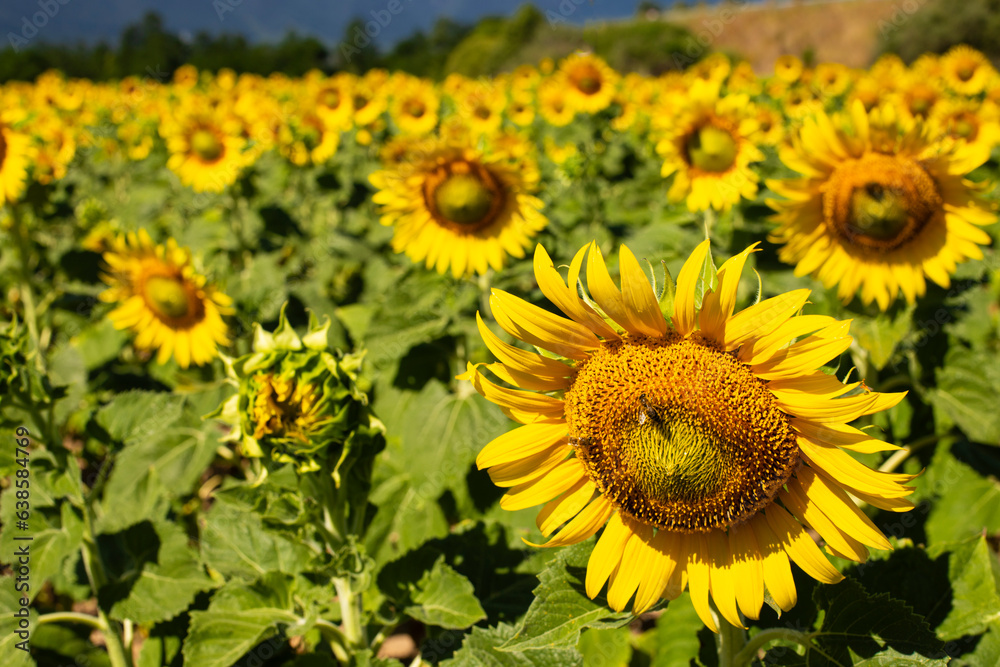 Close-up of a sunflower flower and a bee on an agriculture field on a sunny day