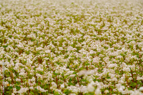 An endless field planted with white fragrant melliferous flowers.