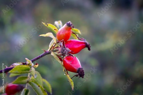 a closeup of a flower