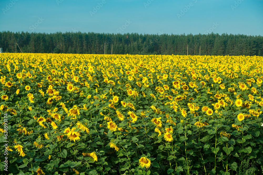An endless field with ripening bright yellow sunflowers on a sunny day against a blue sky