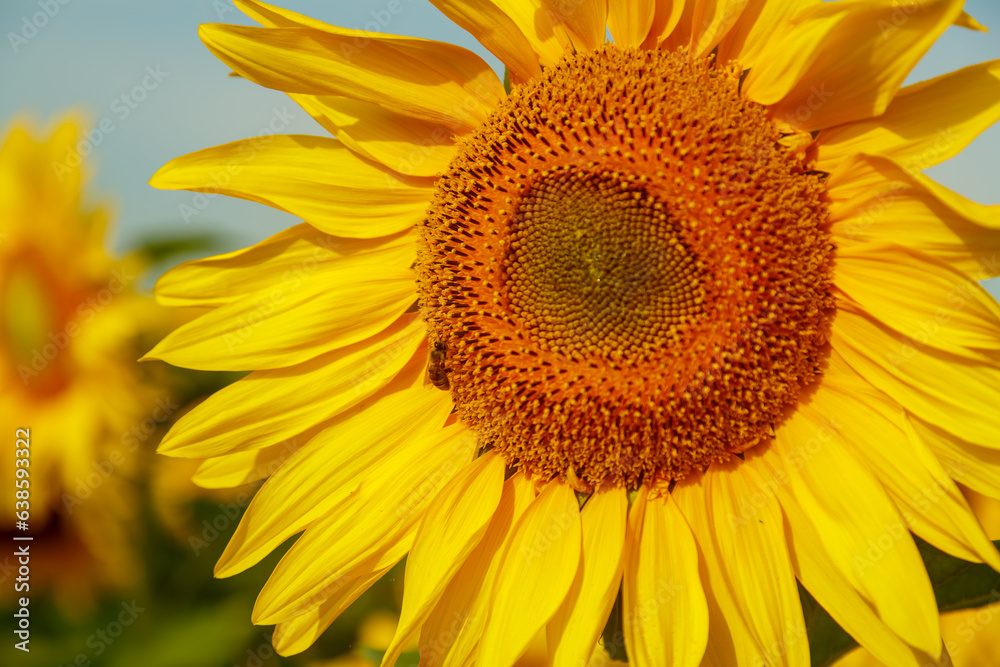 Fototapeta premium Large yellow bright sunflower against the blue sky close-up.