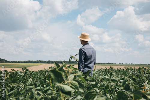 Farmer, agronomist in the soybean field. Controlling the growth of agricultural crops. Green soy with beans. Front view