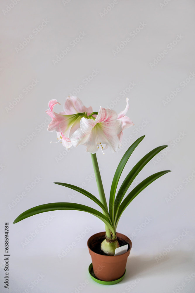 A large pink flowers on a white background. Hippeastrum variety Rosy Star. Amaryllidaceae. Dutch flowers. Hippeastrum or Amaryllis flowers. Flowers of Holland	