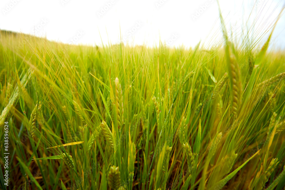 Obraz premium green wheat field on the farm field