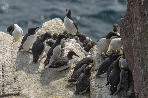 May 2023: Guillemots on the cliffs of Cap Fréhel, part of the three French colonies, in the Côtes-d'Armor department in Brittany. photo