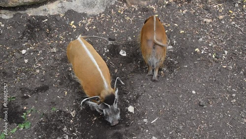 Two red river hogs searching for food on the ground