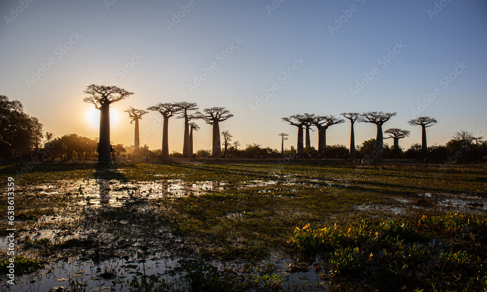 Baobab avenue, Morondava, Madagascar