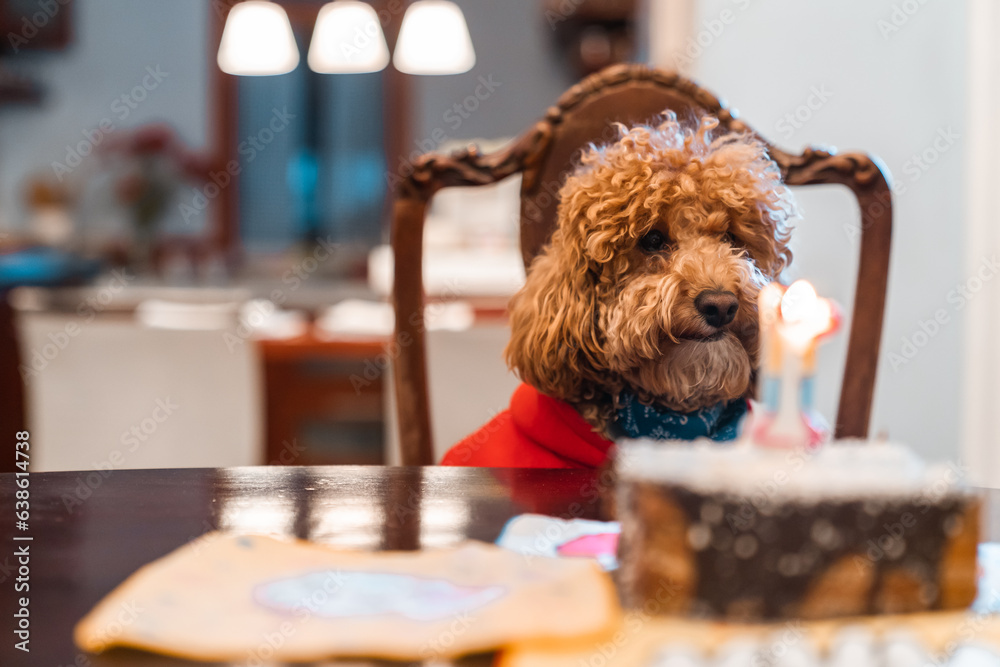 Dog first birthday celebration with homemade dog cake. The poodle is sitting on the chair staring at the cake with number one candle.