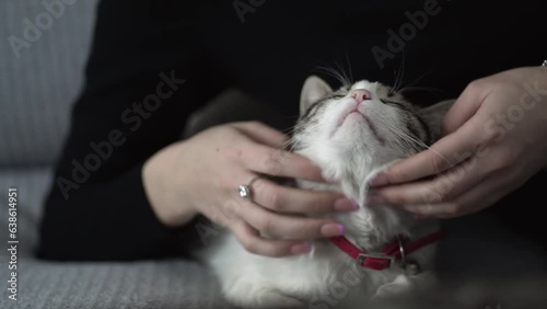 Aegean cat enjoying gentle strokes from its owner, Cat petting