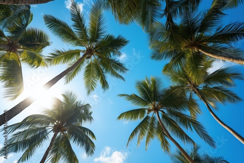 Tropical beach with blue sky and palm trees, view from below.  © Bargais