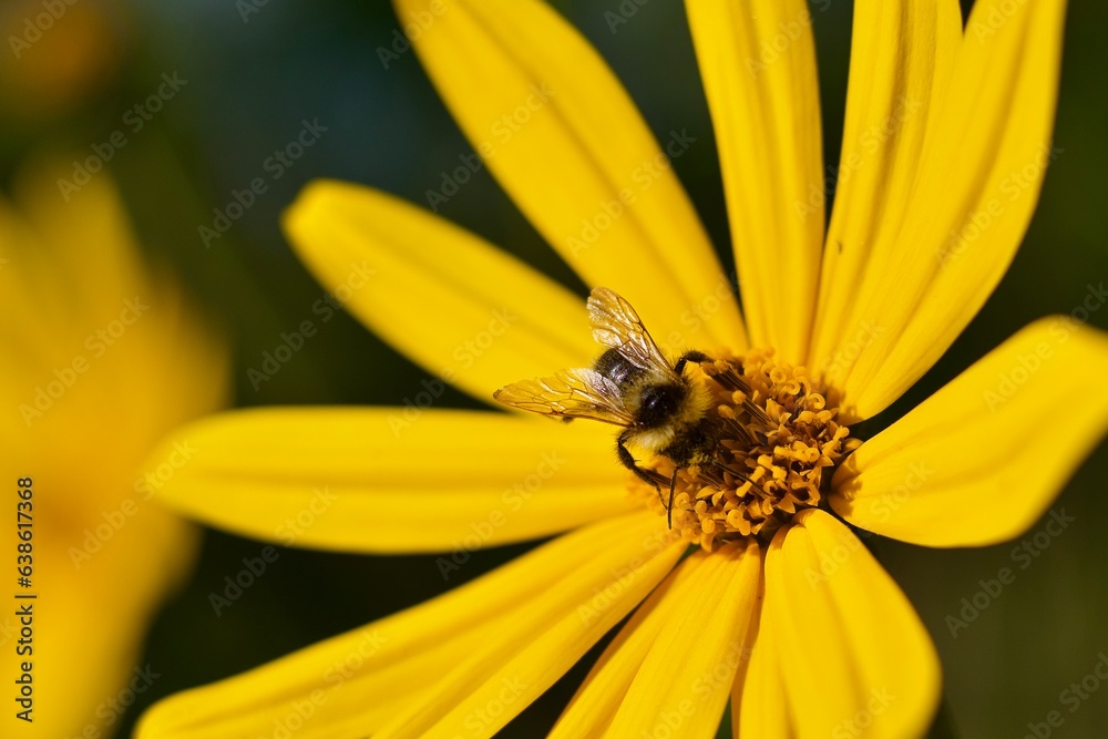 A yellow flower and a bee on it A yellow flower and a bee on it