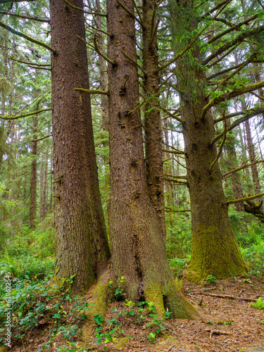 Redwood trunks  Eureka California