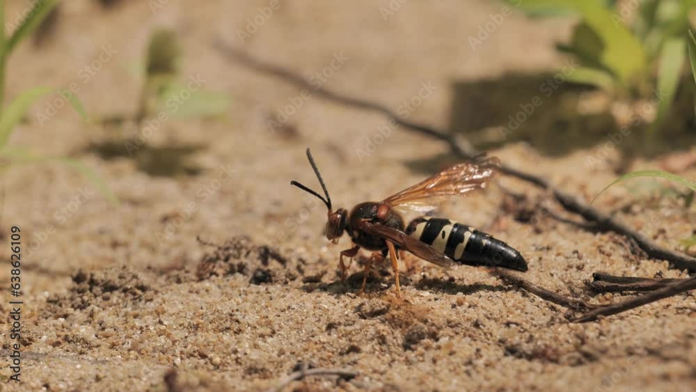 Sphecius speciosus  or Sphex speciosus is a large sand wasp native to North and Central America. The nest is made in sandy soil.