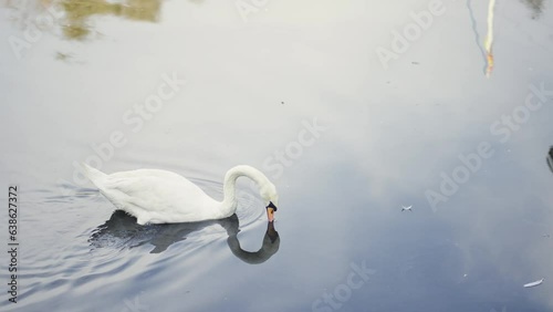 Amazing landscape with a swan floating on the calmlake water with reflection, slow motion photo