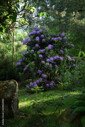 Garden view with blooming azalea shrub, rhododendrone in flowers.