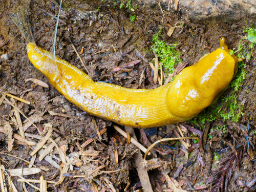 Banana slug in redwood forest, Eureka California