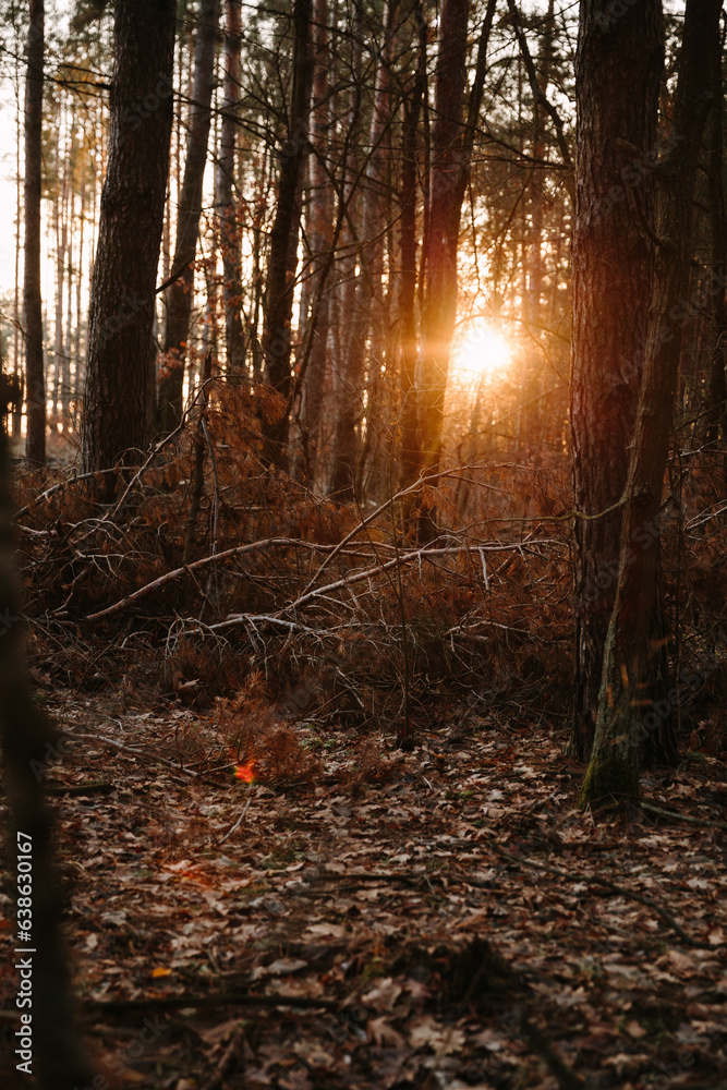 Obraz premium autumn forest on sunset