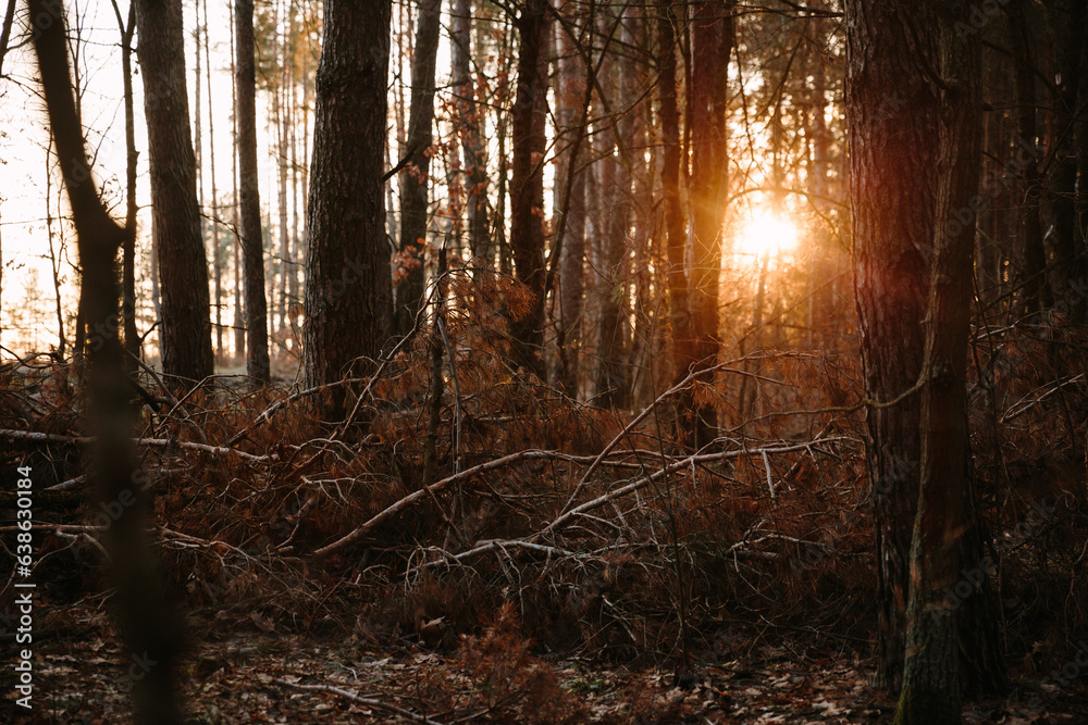 Obraz premium Sunset in the woods